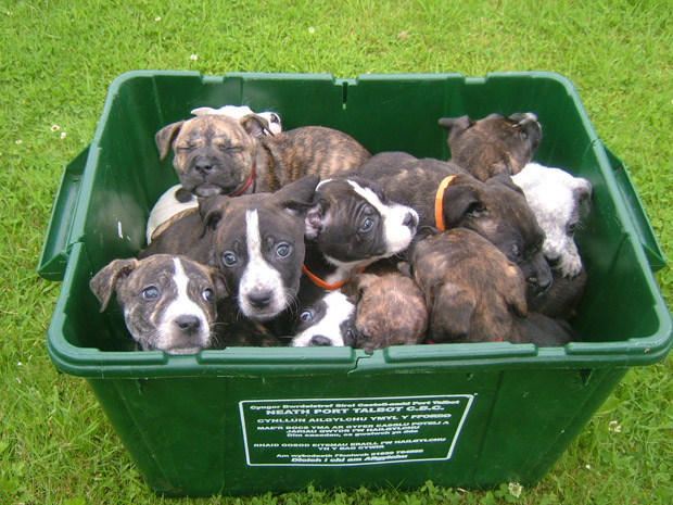 Filhotes de cão achados em lixo no País de Gales (Foto: BBC)