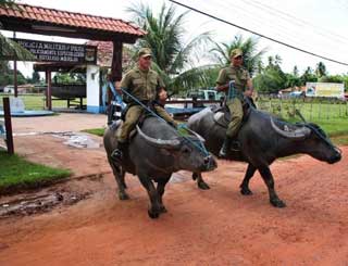búfalos pará (Foto: Alessandra Serrão/Agência Pará/Divulgação)