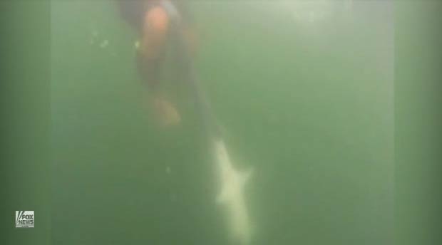 Pescador lutou com tubarão de cerca de 2,5 metros de comprimento. (Foto: Reprodução/Fox News)