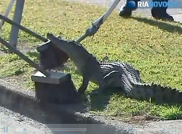 Crocodilo foi capturado em rua movimentada de Cairns. (Foto: Reprodução vídeo)