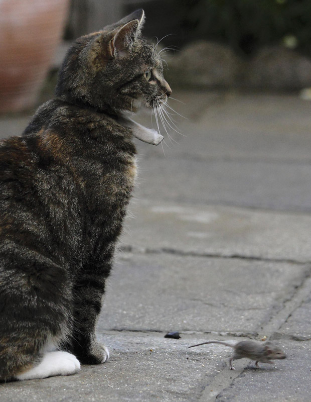 A gata Jess observa a 'caça' (Foto: REUTERS/Kevin Coombs)