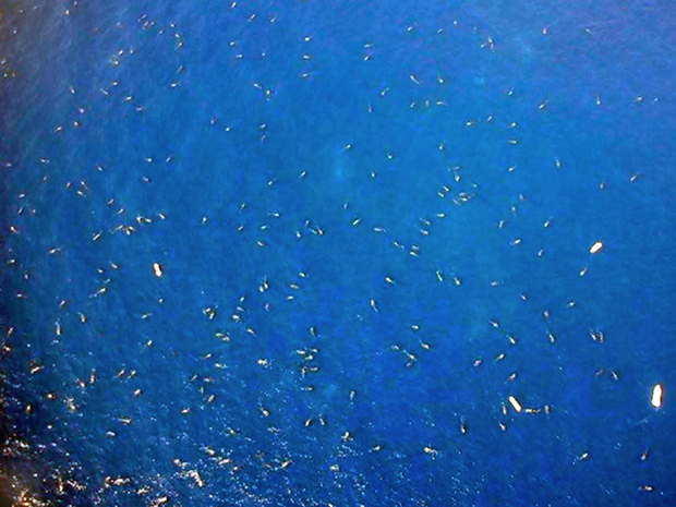 Vista aérea da reunião de exemplares de tubarão-baleia que ocorreu no México. Cientistas afirmam que 420 animais foram avistados (Foto: Divulgação/Instituto Smithsonian)