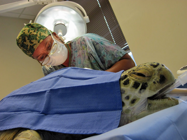 O animal durante cirurgia de reparação do casco (Foto: Loggerhead Marinelife Center/BBC)