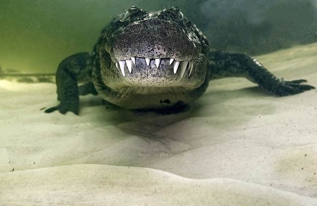 Daniel Botelho ficou a poucos centímetros e fotografou um crocodilo de 4,5 m. (Foto: Daniel Botelho/Barcroft USA/Getty Images)