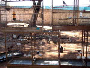 Homem é multado em R$ 8 mil por criar aves silvestres em MS (Foto: Divulgação/PMA)
