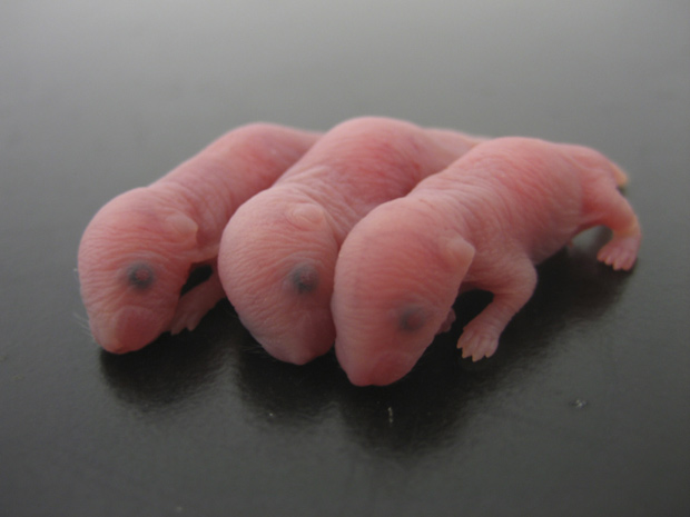 As crias de camundongos geradas em laboratório podem ser o primeiro passo para a aplicação do método em humanos, acreditam os cientistas japoneses. (Foto: Michinori Saito / Universidade de Kyoto / Reuters / Divulgação)