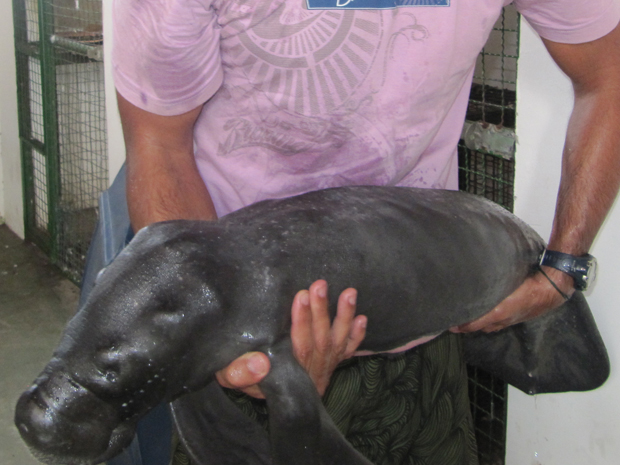Filhote de peixe-boi encontrado a 330 km de Manaus (AM) e que foi levado nesta sexta-feira (5) para tratamento no Inpa (Foto: Divulgação/Ampa)