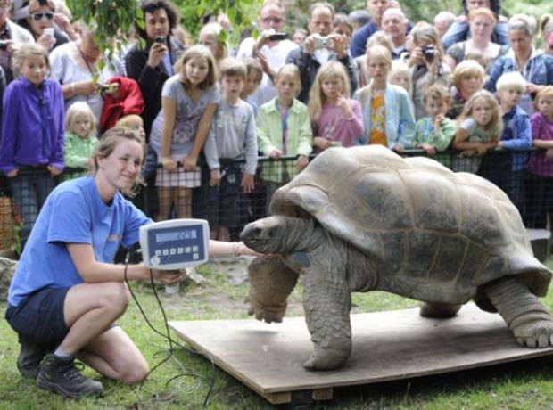 Durante o check-up, a tartaruga pesou 229 quilos (Foto: Lex van Lieshout/AFP)