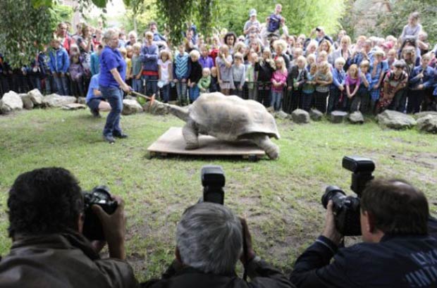 Pesagem foi realizada no zoológico de Amsterdã. (Foto: Lex van Lieshout/AFP)