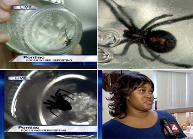 Em 2009, uma família americana de Pontiac, no estado de Michigan (EUA), encontrou uma aranha viúva-negra nas uvas compradas em um supermercado local, segundo reportagem da emissora 'WDIV-TV'.  (Foto: Reprodução)