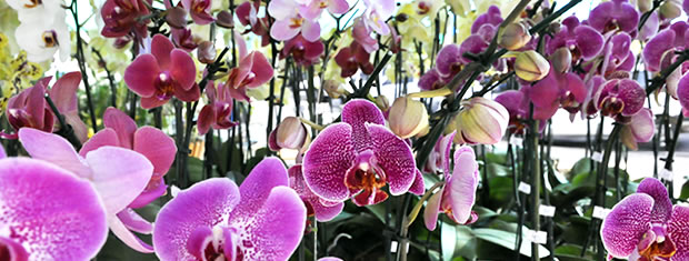 Festival de orquídeas (Foto: Leandra Ribeiro/G1)