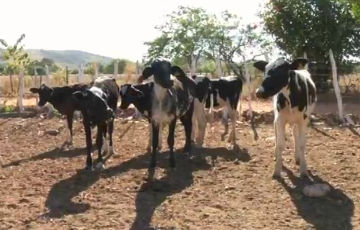 Criadores ganham incetivo para aumentar criação de gado. (Foto: TV Verdes Mares/Reprodução)
