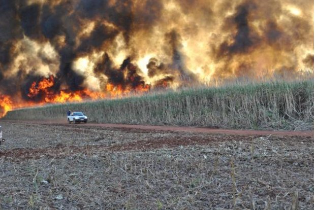 Incêndio consome plantação de cana em fazenda de Mato Grosso do Sul (Foto: Divulgação/Jovem Sul News)