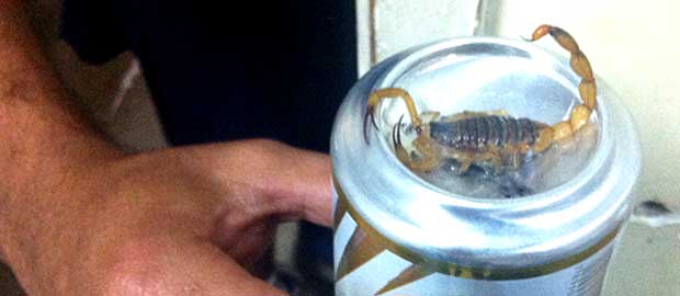 Homem levou escorpião para hospital para identificar espécie dele. (Foto: Raquel Morais/G1)