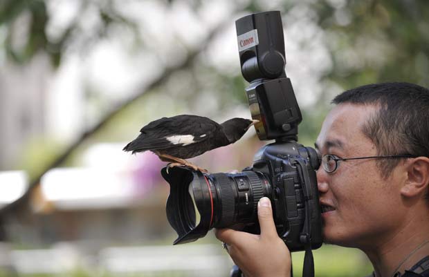 Pássaro de estimação sente uma estranha atração por câmeras fotográficas. (Foto: Wong Campion/Reuters)