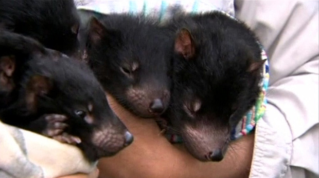Diabos da tasmânia (Foto: BBC)