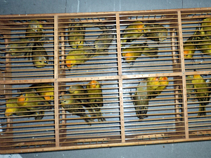 Pássaros da espécie canários da terra foram levados para a sede do Ibama, em Fortaleza (Foto: PF / Divulgação)