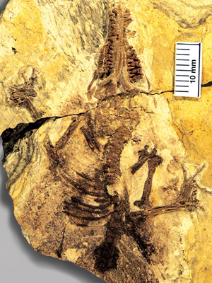 O fóssil encontrado pela equipe liderada por Zhe-Xi Luo. (Foto: N. Matsunaga)