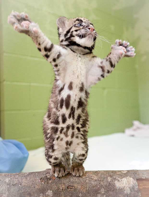 A filhote de leopardo-nebuloso 'Sumalee', nascido em 22 de junho em um zoológico no estado americano de Washington, chamou atenção em fotos feitas nos últimos dias. Ele conseguiu se apoiar sobre as duas patas traseiras e abrir as patas dianteiras, em uma  (Foto: Seth Bynum/Point Defiance Zoo & Aquarium)