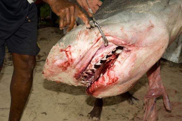 Especialistas vão analisar imagens para descobrir se tubarões capturados foram responsáveis pelo ataque.  (Foto: Claude Doway/Barcroft Media/Getty Images)