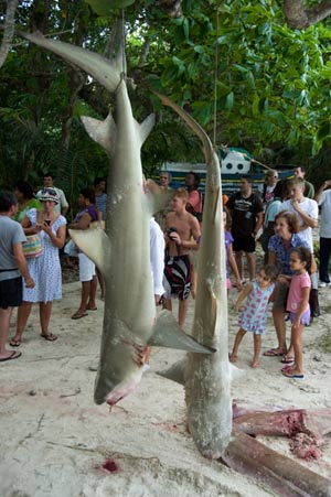 Tubarões-tigre capturados podem ter atacado turista britânico. (Foto: Claude Doway/Barcroft Media/Getty Images)