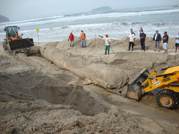 Baleia pesava seis toneladas e media nove metros de comprimento (Foto: Xexer dos Santos Gomes/VC no G1)