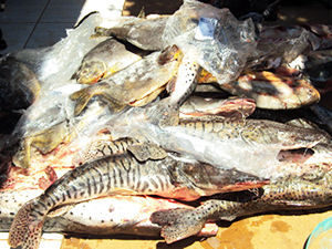 peixe apreendido (Foto: Assessoria/PM)