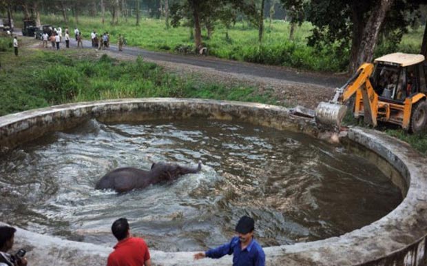 Indianos usaram até retroescavadeira para resgatar filhote de elefante. (Foto: Diptendu Dutta/AFP)