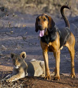 Cachorro faz amizade com filhote de leão em reserva africana (Foto: Stu Porter/Caters)