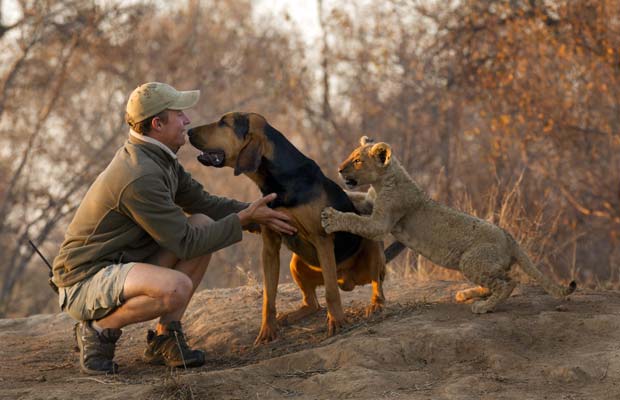 Cachorro faz amizade com filhote de leão em reserva africana (Foto: Stu Porter/Caters)