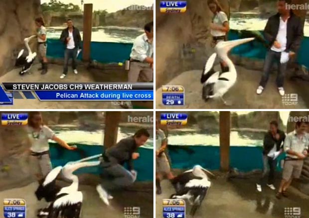 Em 2010, um apresentador de TV foi atacado por um pelicano enquanto comentava a previsão do tempo, ao vivo, no zoológico de Taronga, em Sydney (Austrália). Steve Jacobs apresentava o boletim da manhã para o canal Nine quando foi atacado pela ave. (Foto: Reprodução)