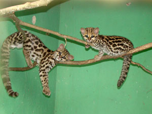 Gato do mato no Cetas, Bahia (Foto: Divulgação Cetas)