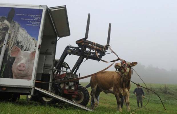 A vaca Yvonne é recapturada nesta sexta-feira (2) (Foto: AFP)