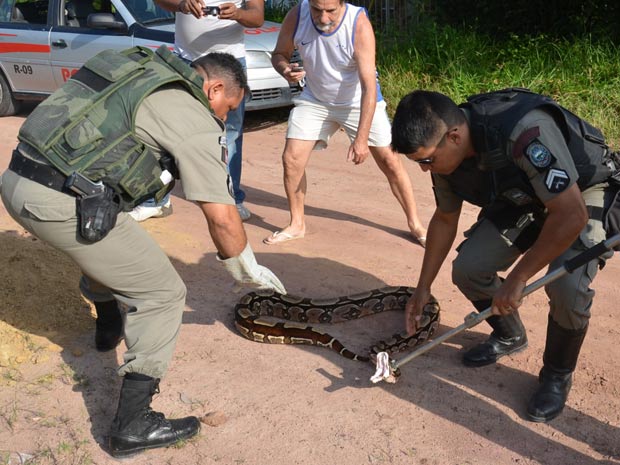 Cobra capturada na Paraíba (Foto: Walter Paparazzo/G1 PB)
