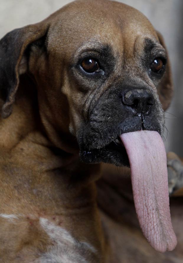 Cão ganhou o apelido de 'língua'. (Foto: Javier Galeano/AP)