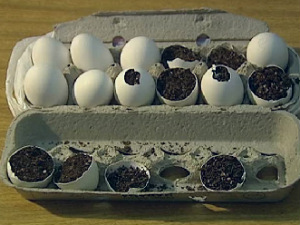 Maconha estava escondida dentro de cascas de ovos de galinha. (Foto: Reprodução/RPC TV)