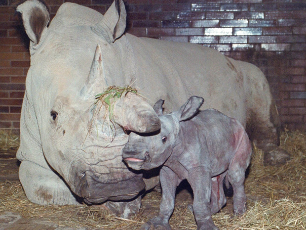Rinoceronte-branco 1 (Foto: AP Photo / via BBC)