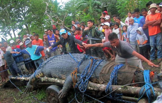 Foram necessárias 4 pessoas com as mãos esticadas para alcançar o tamanho do réptil. (Foto: Reuters)