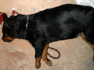 Filhote de rottweiler morreu após ser atingido com um tiro na cabeça. (Foto: Arquivo pessoal)