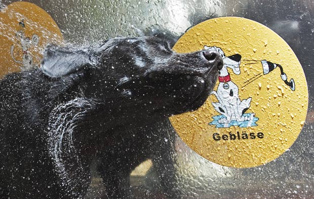Alemanha ganhou seu primeiro "lava-jato" para cães (Foto: Jens Meyer/AP)