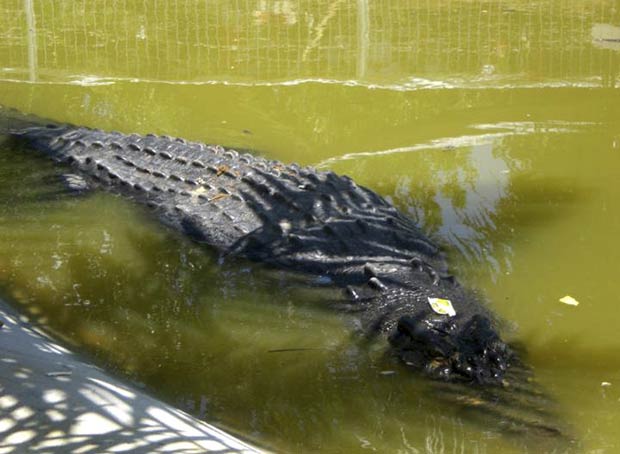 Após ser capturado, crocodilo 'Lolong' é flagrado em sua 'jaula' temporária na vila de Consuelo. (Foto: AP)