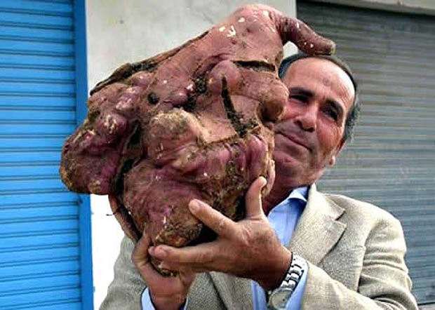 O fazendeiro libanês Khalil Semhat segura batata doce gigante, em dezembro de 2008, na cidade de Tyre. Legume pesa 11,3 quilos. (Foto: AFP)