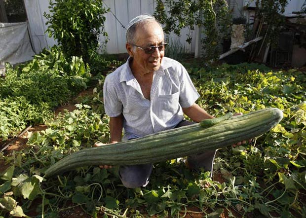 Em 2009, o israelense Yitzhak Yazdantana colheu um pepino de 1,18 metro na horta de sua casa em Petah Tikva, próximo a Tel Aviv.  (Foto: Gil Cohen Magen/Reuters)