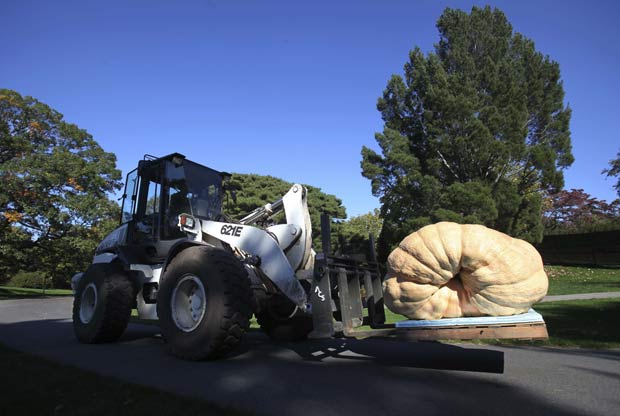 Maior abóbora do mundo, que pesa 821,2 quilos, precisou ser carregada por um trator para ser exposta em 2010 em exposição em Nova York (EUA). (Foto: Seth Wenig/AP)