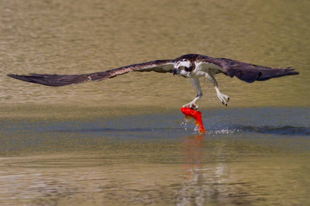Osprey captura peixe em lagoa no parque Blair Pond. (Foto: Ron E Racine/Barcroft Media/Getty Images)