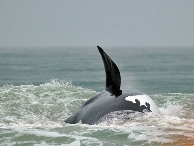 Exemplar de baleia-franco-austral nada após operação que desencalhou o animal da praia Pântano do Sul, em Florianópolis, Santa Catarina (Foto: Guto Kuerten / Agência RBS)