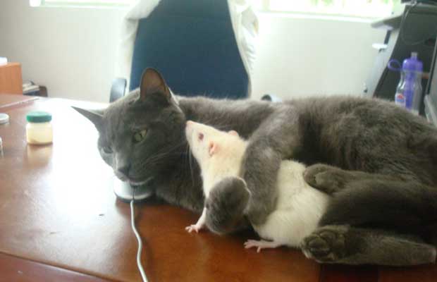 Gato e rato socializam no laboratório (Foto: Leandra Felipe/BBC Brasil)