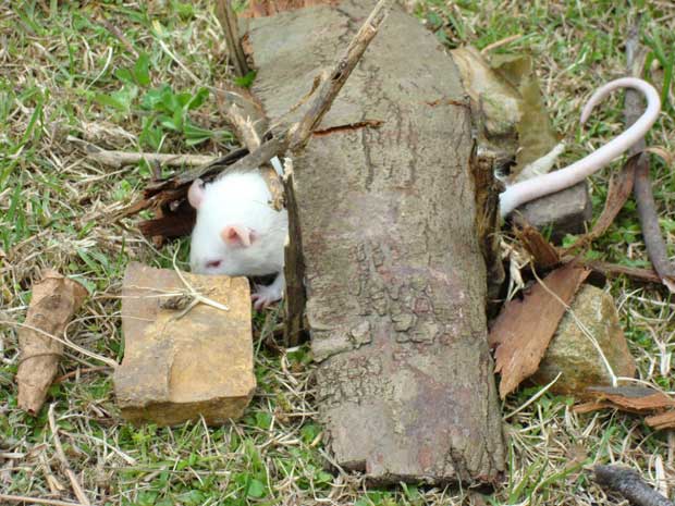 Colômbia treina ratos para encontrar minas (Foto: Arquivo Luisa Méndez (Laboratório ESPOL))