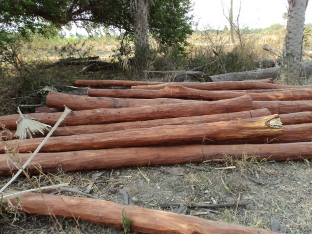 Fazendeira é multada em R$ 15,6 mil por extração de madeira em MS (Foto: Divulgação/PMA)