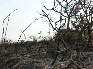 Área queimada por incêndio no Jardim Botânico. (Foto: Vianey Bentes/TV Globo)